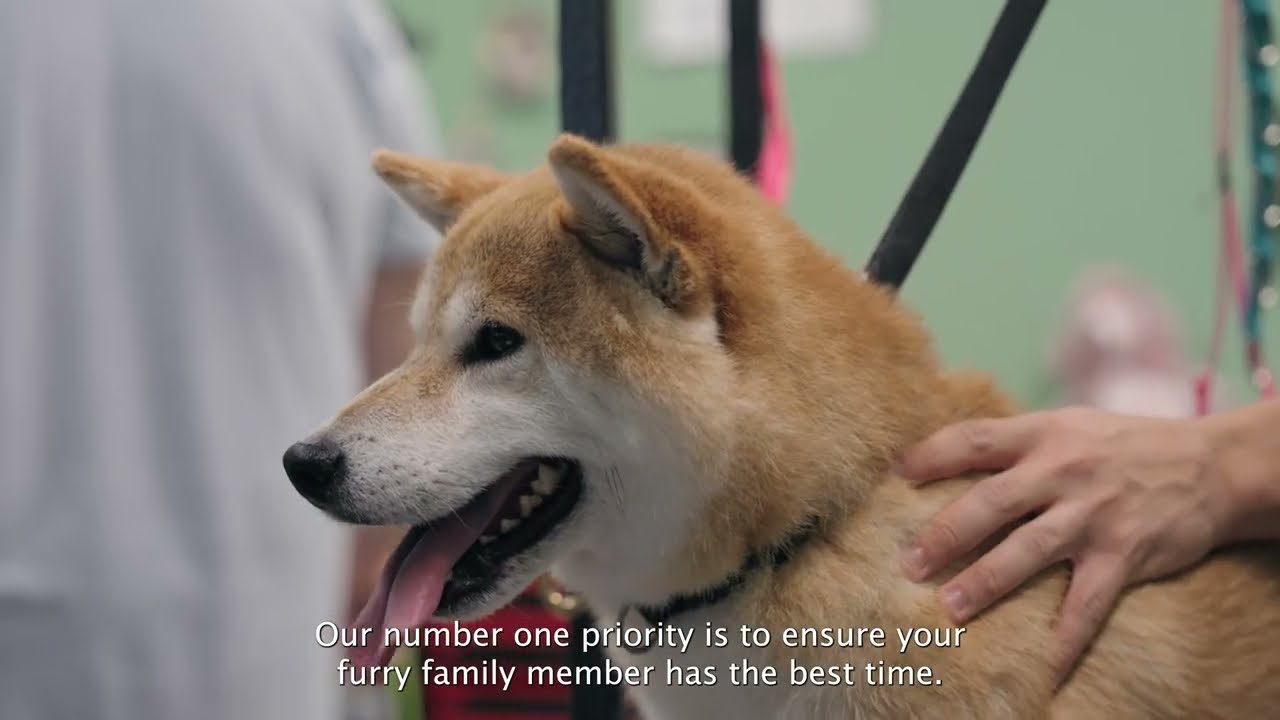Your Dog Deserves the Spotlight